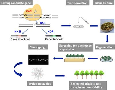 Using CRISPR as a Gene Editing Tool for Validating Adaptive Gene Function in Tree Landscape Genomics